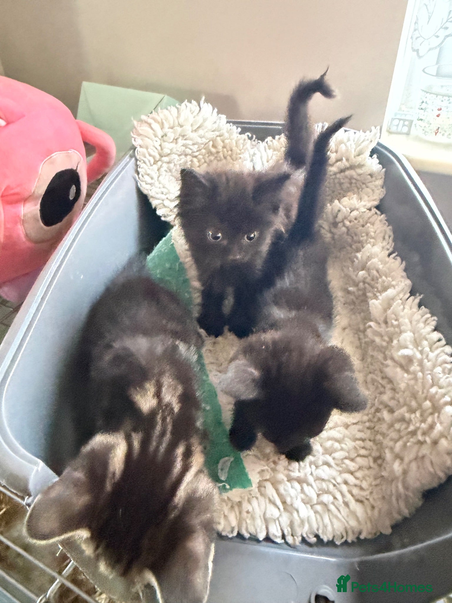 Mixed Breed cats 3 kittens for sale  - Advert 1