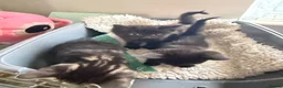 Mixed Breed cats for sale: 3 kittens for sale  in Norwich - Advert 1
