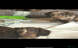 Dachshund dogs for sale: Dachshund puppies  - Image 11