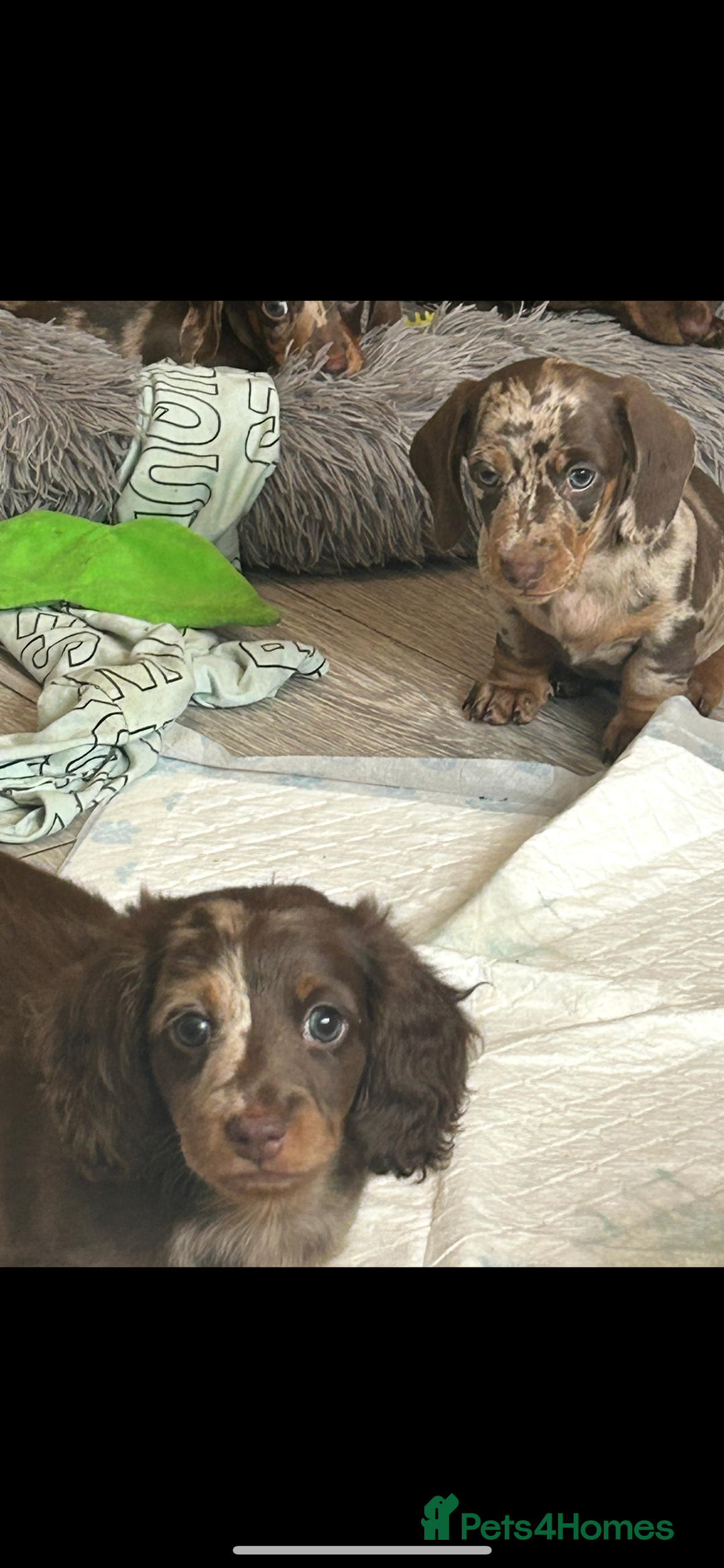 Dachshund dogs for sale: Dachshund puppies  - Image 11