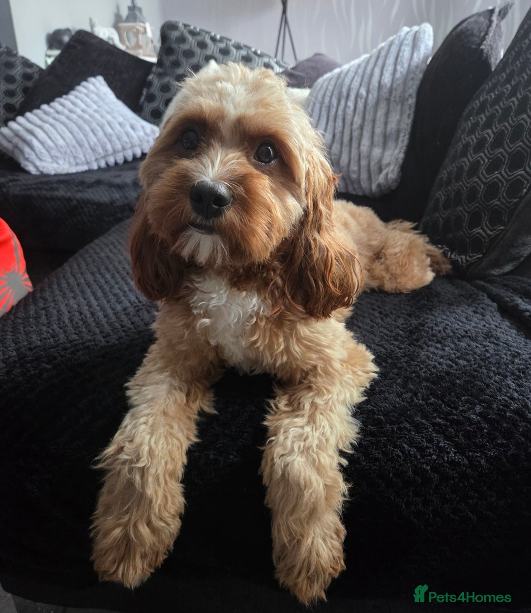 Cavapoo dogs for sale: Toy cavapoos  - Image 6