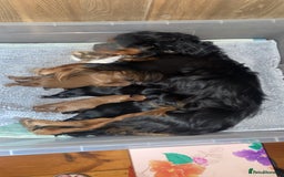 Cavalier King Charles Spaniel dogs for sale: Pure bred KC cavalier boys and girls - Image 1