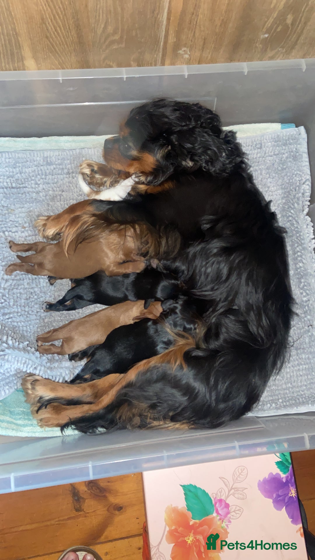 Cavalier King Charles Spaniel dogs for sale: Pure bred KC cavalier boys and girls - Image 1