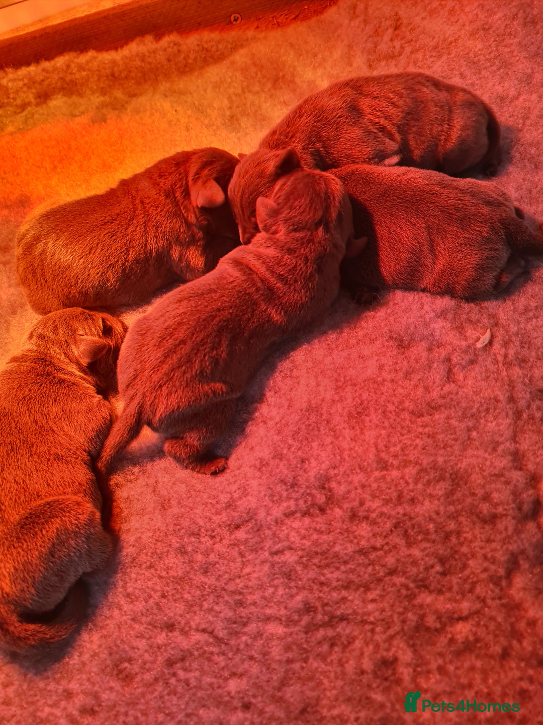 Staffordshire Bull Terrier dogs for sale: Kc blue Staffordshire bull terriers - Advert 5