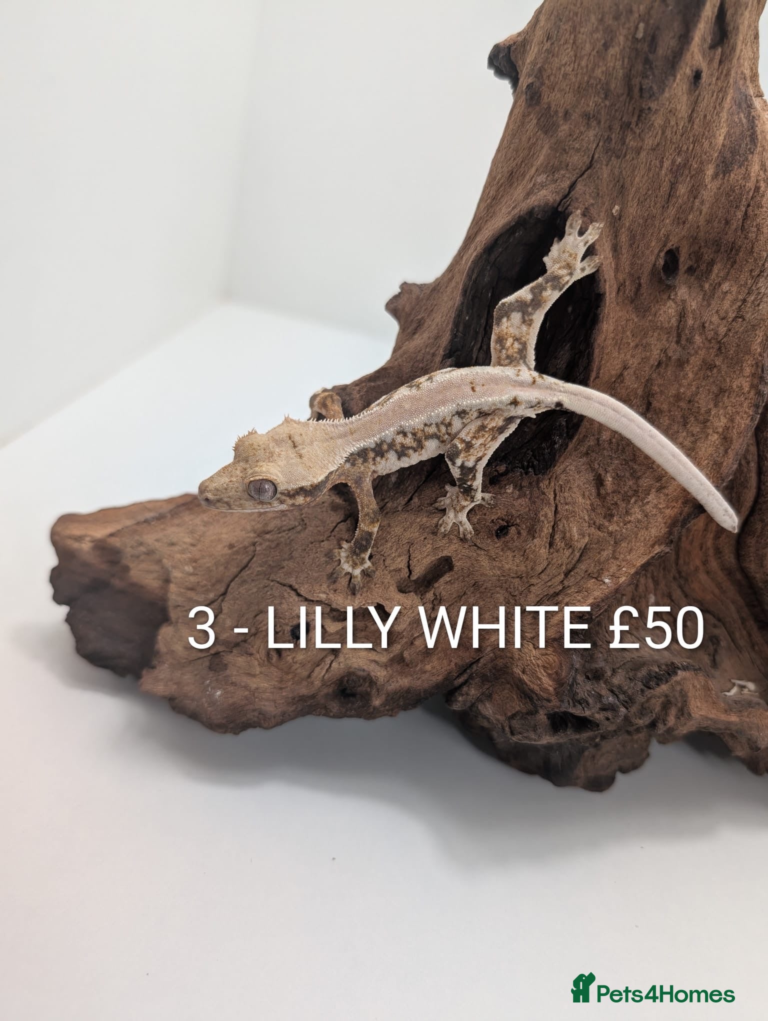 Gecko reptiles Beautiful baby crested geckos! - Advert 13