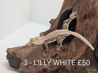 Gecko reptiles Beautiful baby crested geckos! - Advert 10