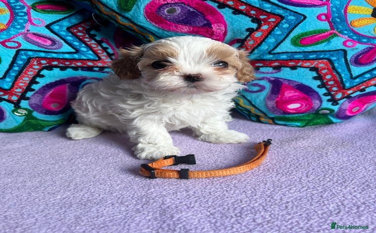 Maltipoo dogs - Advert 1
