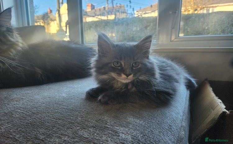 Maine Coon cats 1 female Maine coons ready to leave now  - Advert 14