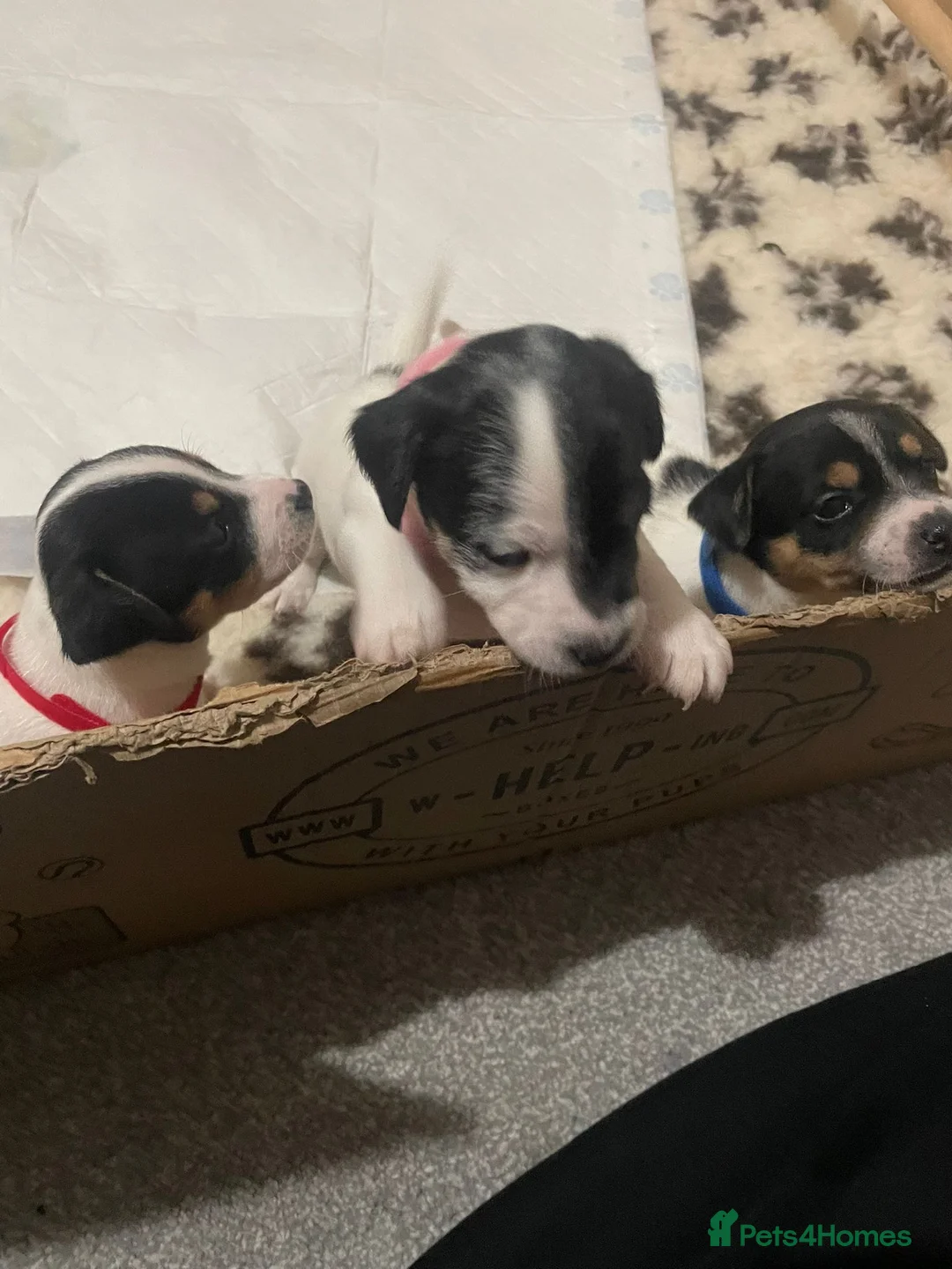 Jack Chi dogs for sale: Adorable Jack Chi puppies  - Advert 3