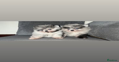 Pomeranian dogs - Advert 3