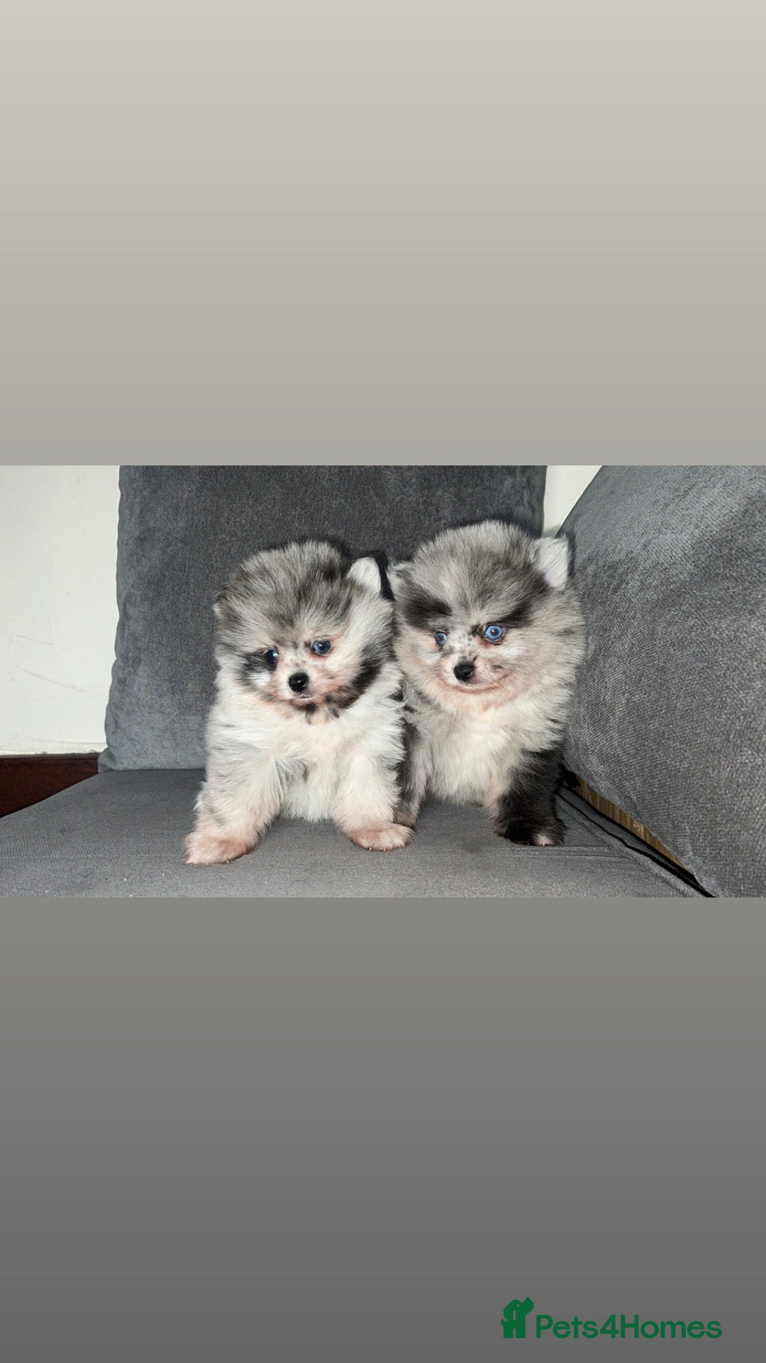 Pomeranian dogs for sale: ‼️💙QUALITY TEDDY BEAR MEARLE POMERANIAN💙 ‼️ - Image 10