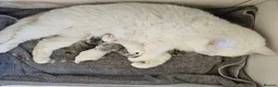 British Shorthair cats for sale: British Shorthair White Female Kitten  - Advert 4