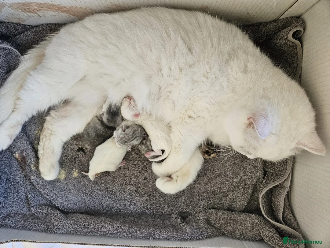 British Shorthair cats for sale: British Shorthair White Female Kitten  - Advert 4