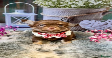 Chihuahua dogs - Advert 8