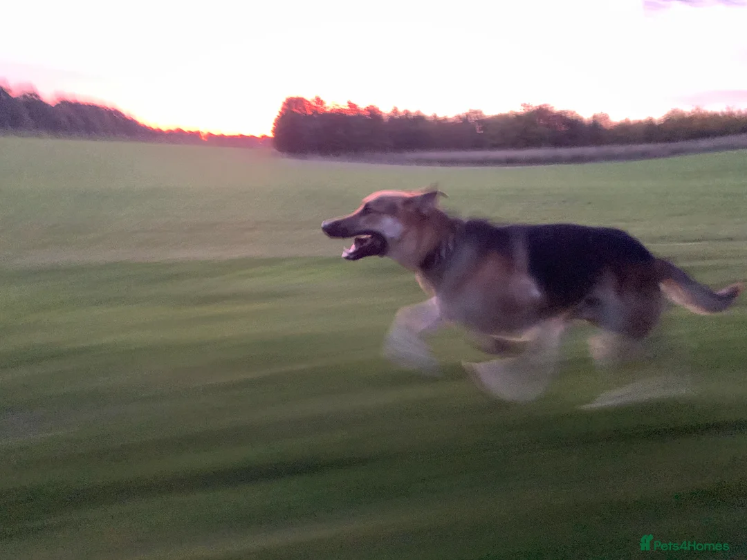 German Shepherd dogs for stud: Spectacular GSD wolfdog *for Stud only* in Dursley - Advert 23