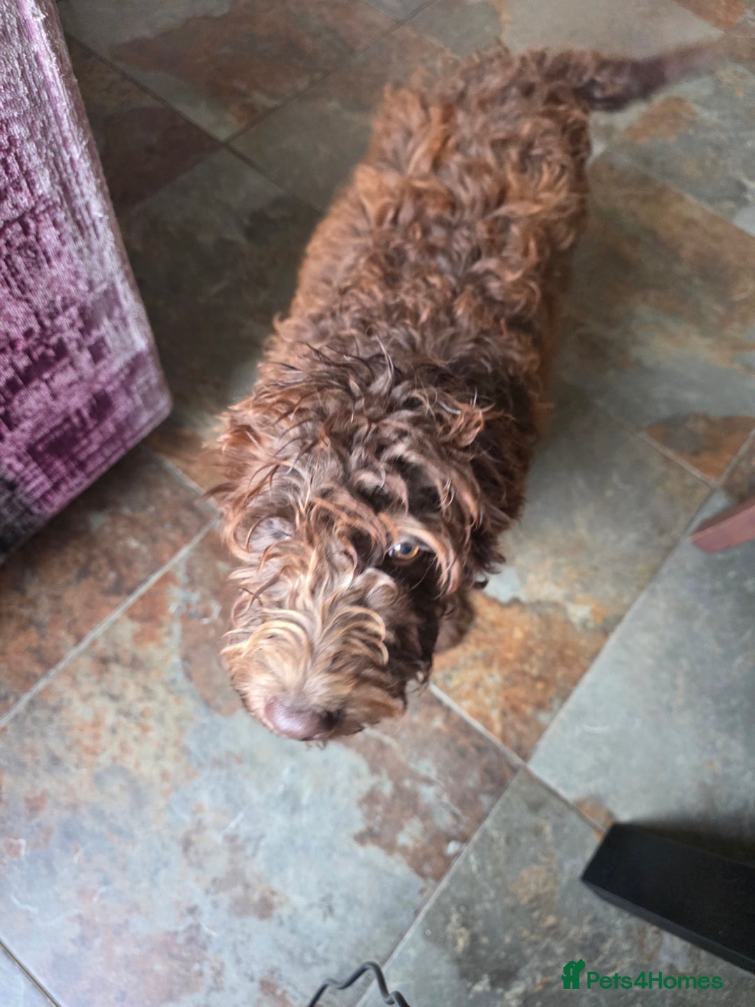 Newfypoo dogs for sale: LAST REMAINING🐾 Beautiful Newfypoo Puppies 🐾 in Doncaster - Image 5