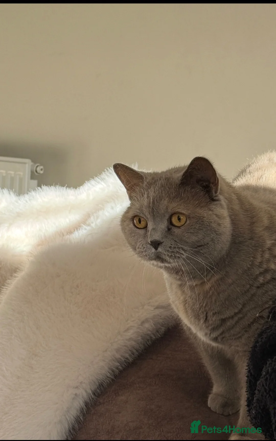 British Shorthair cats for sale: Lilac British Shorthair -GCCF Registered Pedigree  - Advert 4