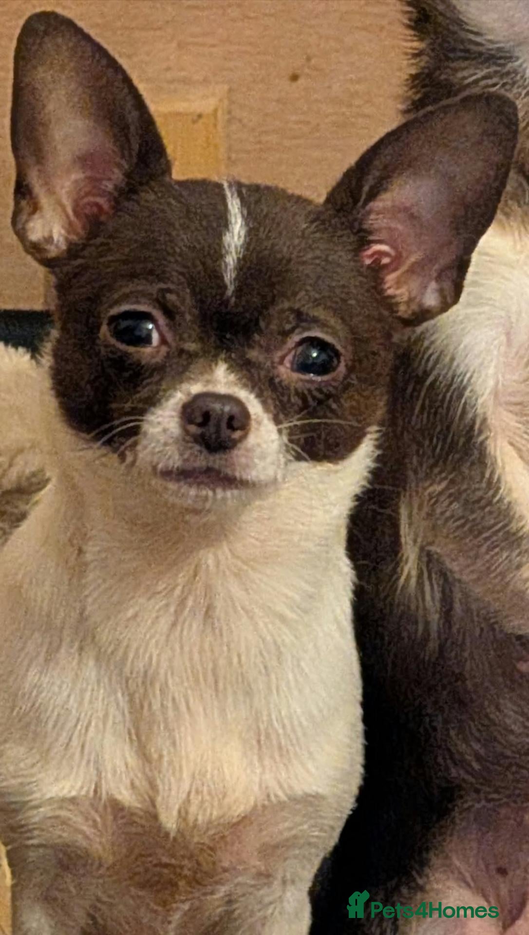 Chihuahua dogs Gorgeous Kc reg chihuahuas - Advert 4