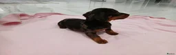 Miniature Dachshund dogs for sale: Miniature dachshund puppy's  - Advert 11