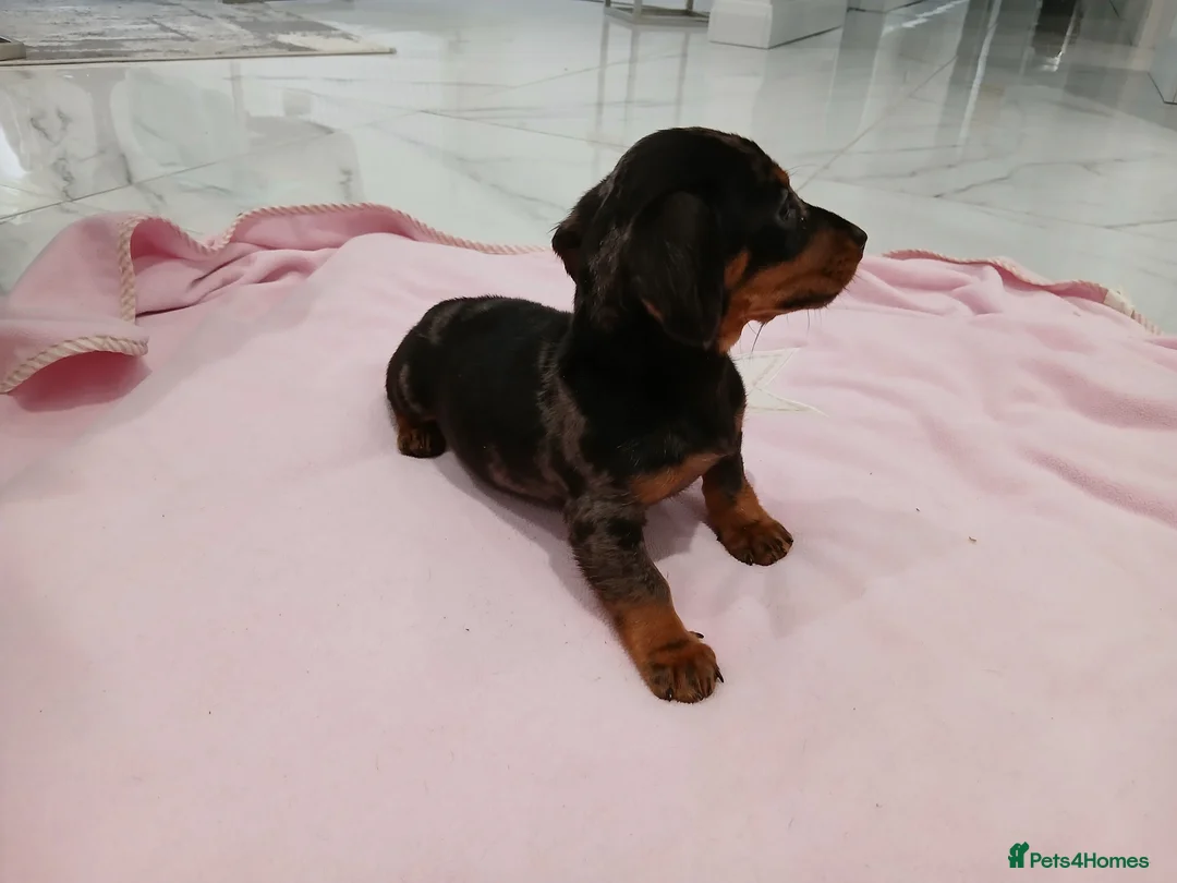 Miniature Dachshund dogs for sale: Miniature dachshund puppy's  - Advert 11
