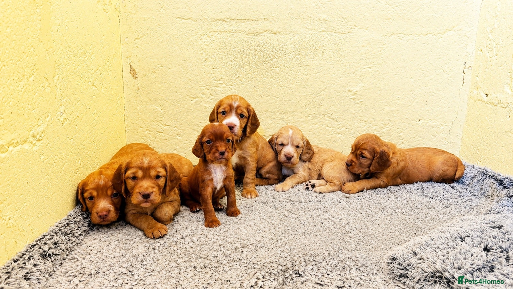 Cocker Spaniel dogs Working cockers  - Advert 13