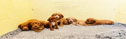 Cocker Spaniel dogs for sale: Working cockers  - Advert 1