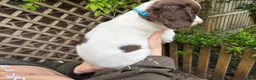 English Springer Spaniel dogs for sale: Springer spaniel pups  - Advert 8