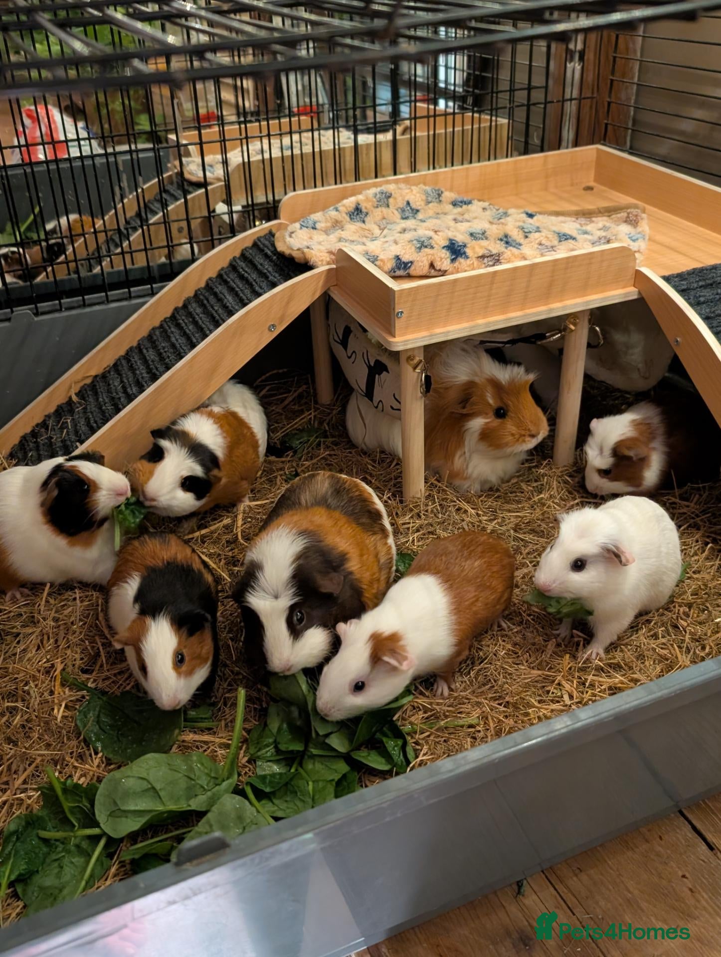 Guinea Pig rodents Girl and boy guinea pigs  - Advert 23