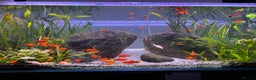 Platies fish for sale: Mickey Mouse Red Platies - Advert 2