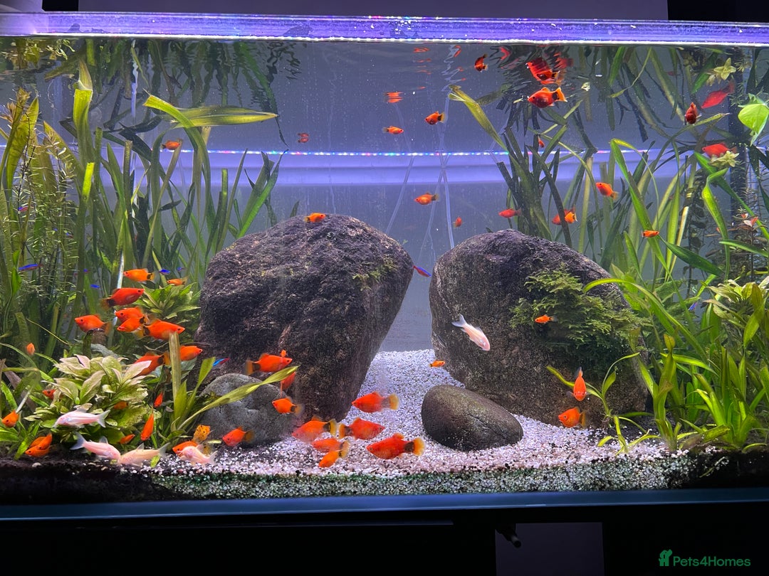 Platies fish for sale: Mickey Mouse Red Platies - Advert 2