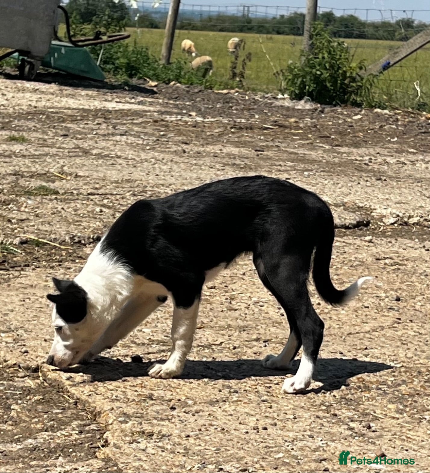 Border Collie dogs Border collie pup from working parents  - Advert 18