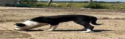 Border Collie dogs for sale: Border collie pup from working parents  - Advert 1
