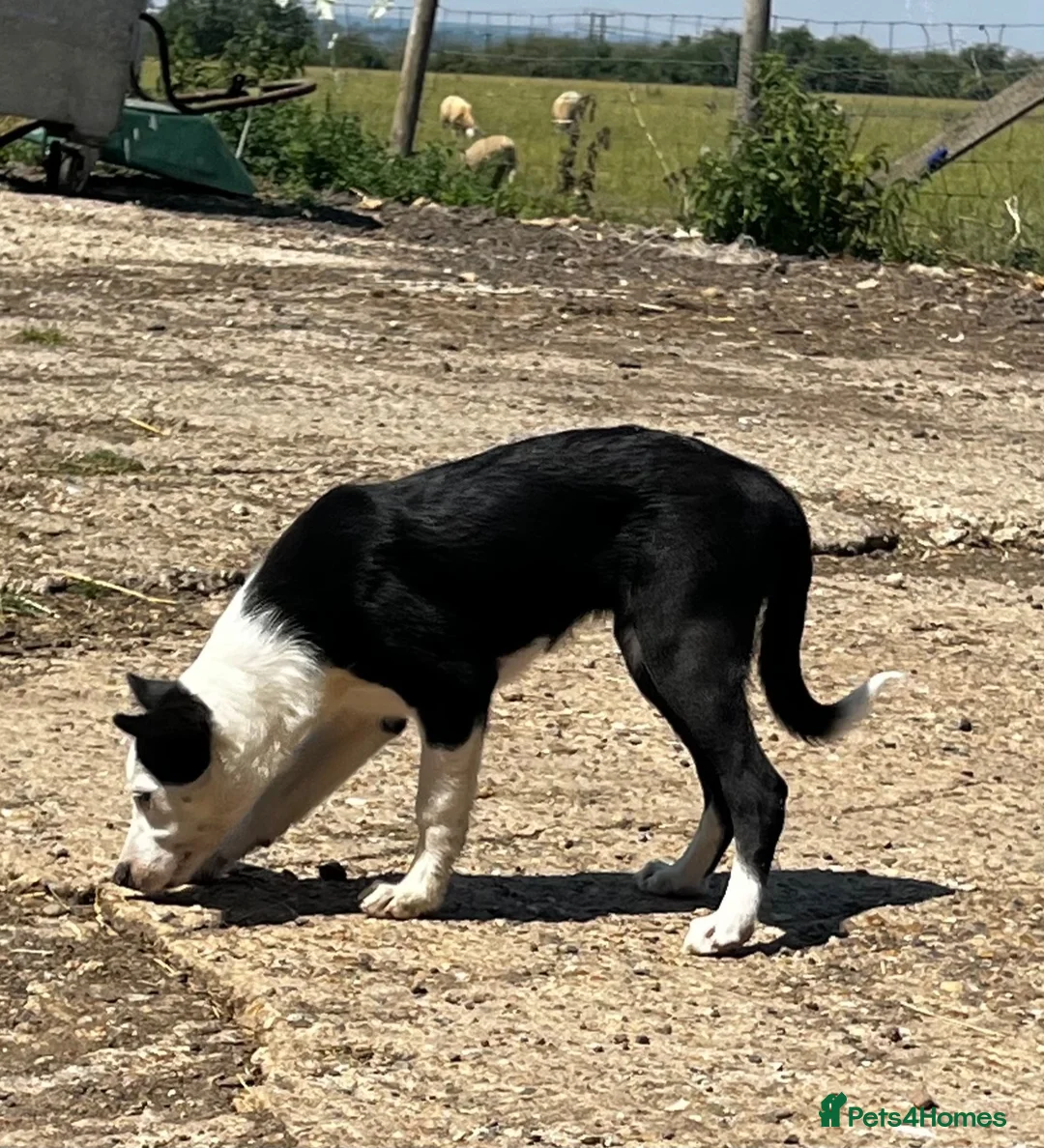 Border Collie dogs for sale: Border collie pup from working parents  - Advert 1