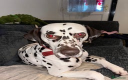 Dalmatian dogs for sale: Senior Dalmatian - Image 1