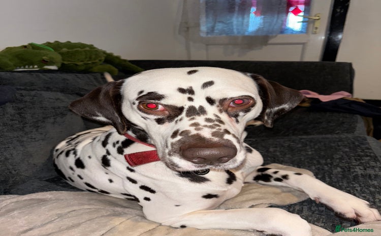 Dalmatian dogs - Advert 1