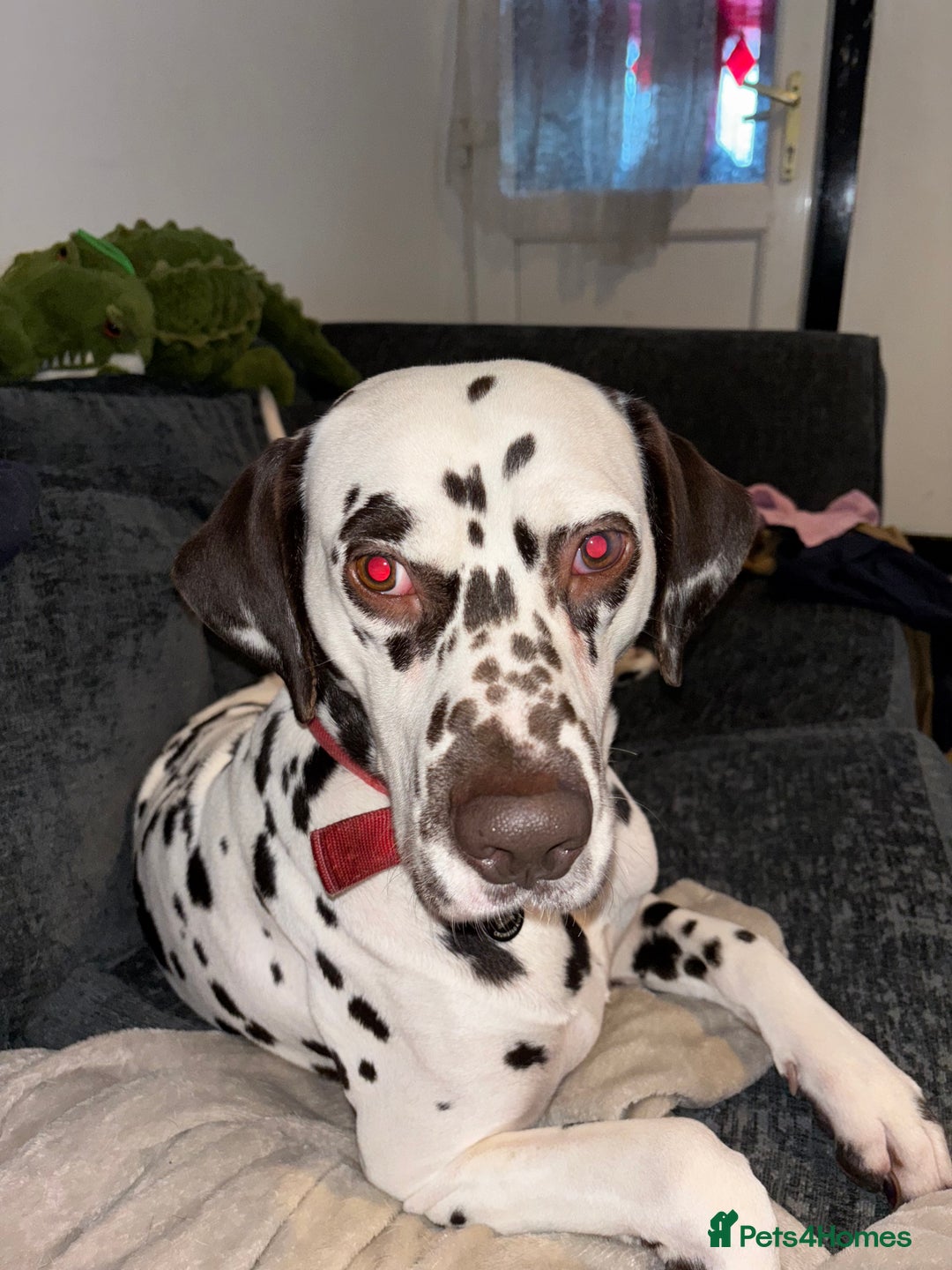 Dalmatian dogs for sale: Senior Dalmatian - Image 1