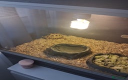 Hermann Tortoise reptiles for sale: Herman tortoise 18 months old - Image 1