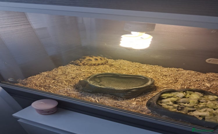 Hermann Tortoise reptiles - Advert 2