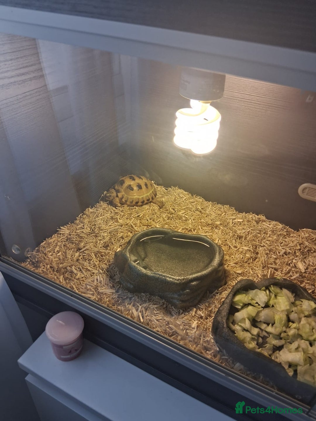 Hermann Tortoise reptiles for sale: Herman tortoise 18 months old - Image 1