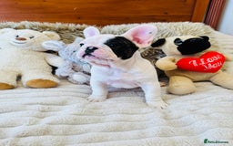 French Bulldog dogs for sale: 🏆KC registered, Standard French Bulldog Puppies🏆 - Image 1