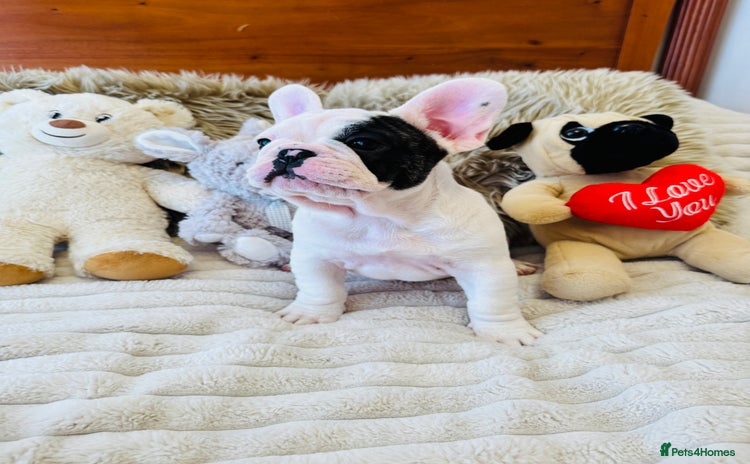 French Bulldog dogs - Advert 8