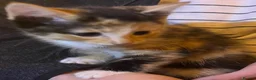 Mixed Breed cats for sale: Gorgeous playful kittens - Advert 19