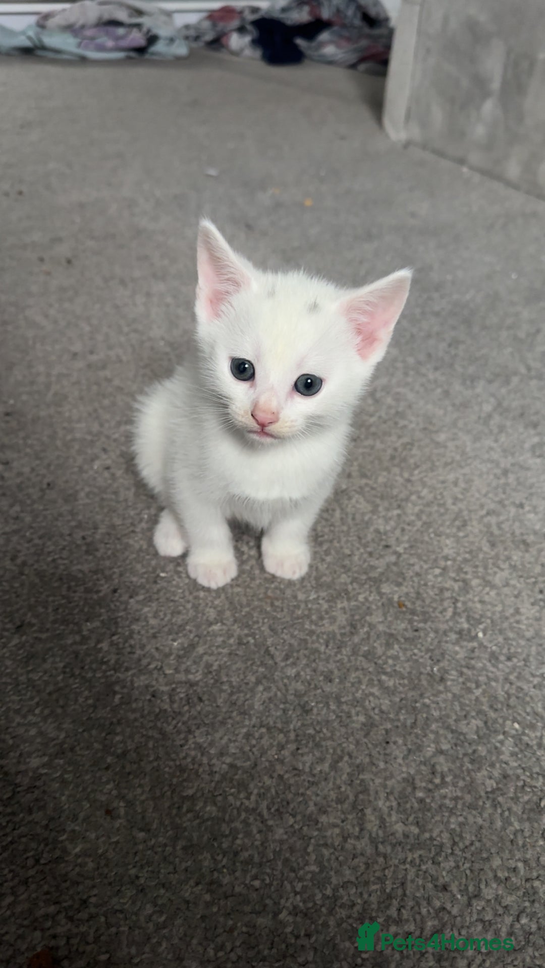 Turkish Van cats for sale: Kittens  - Advert 4