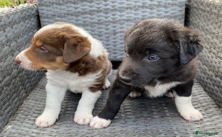 Welsh Collie dogs - Advert 1