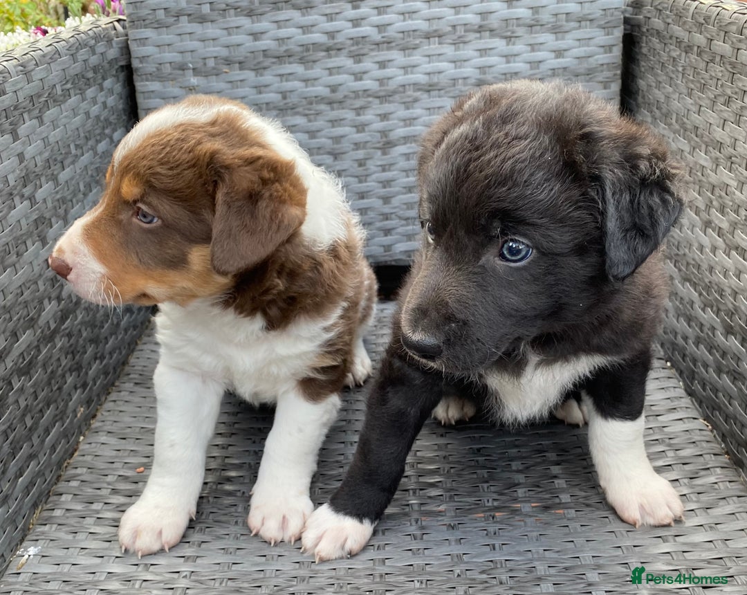 Welsh Collie dogs for sale: Welsh Collie Puppies  - Image 1