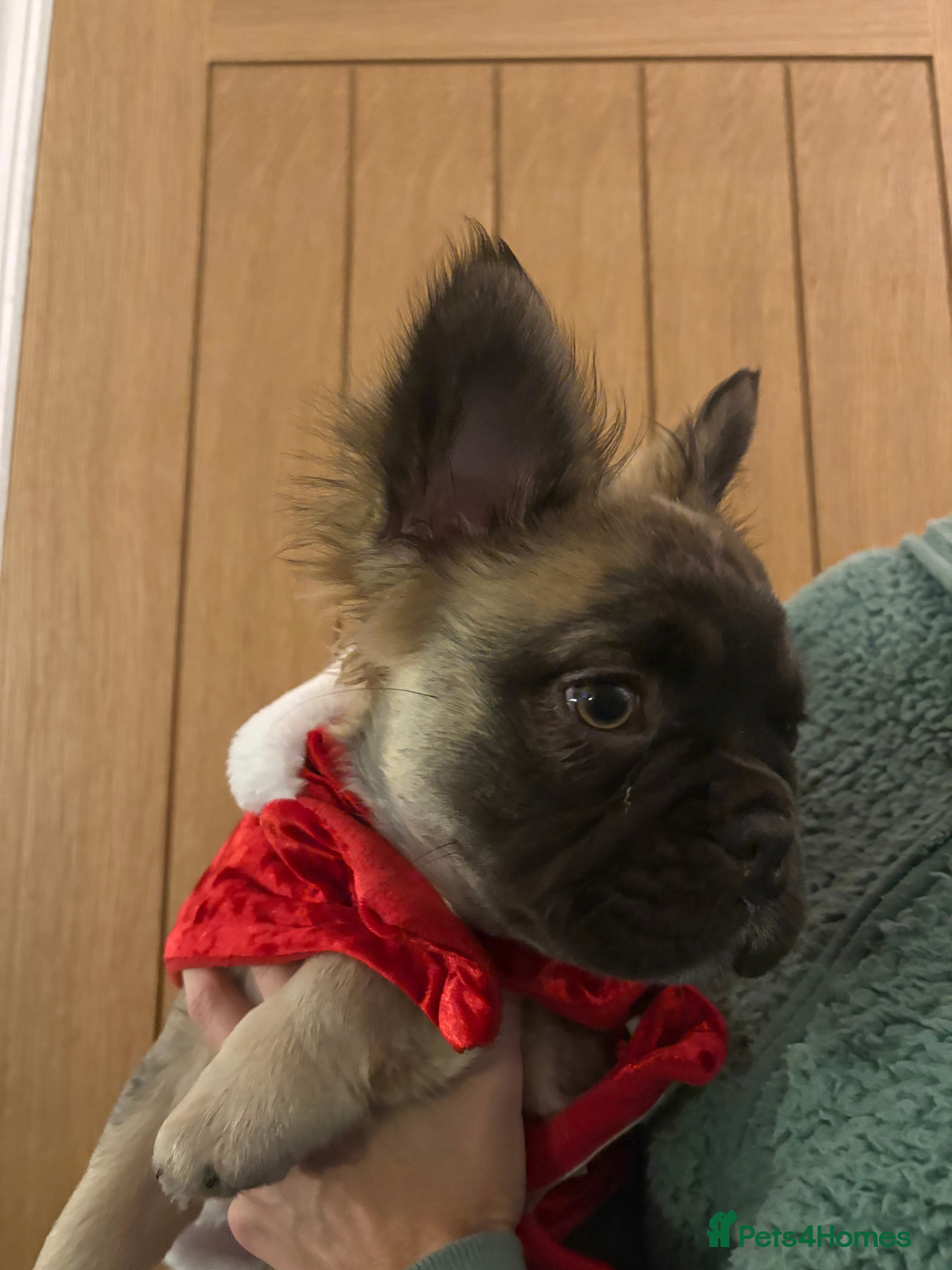 French Bulldog dogs  Fluffy Frenchie 🧸 - Advert 1