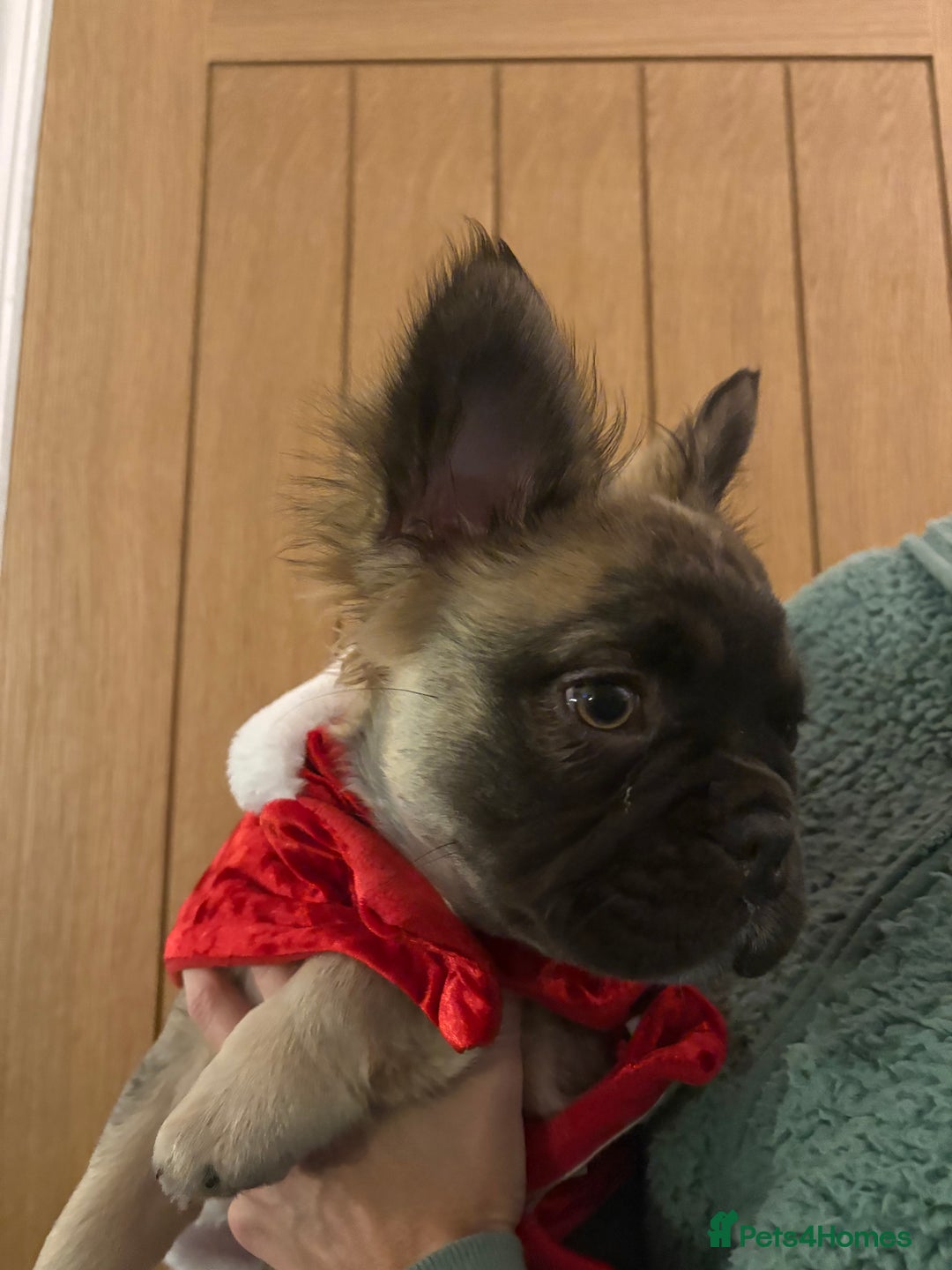 French Bulldog dogs for sale:  Fluffy Frenchie 🧸 - Advert 2
