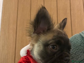 French Bulldog dogs Fluffy Frenchie 🧸 - Advert 1