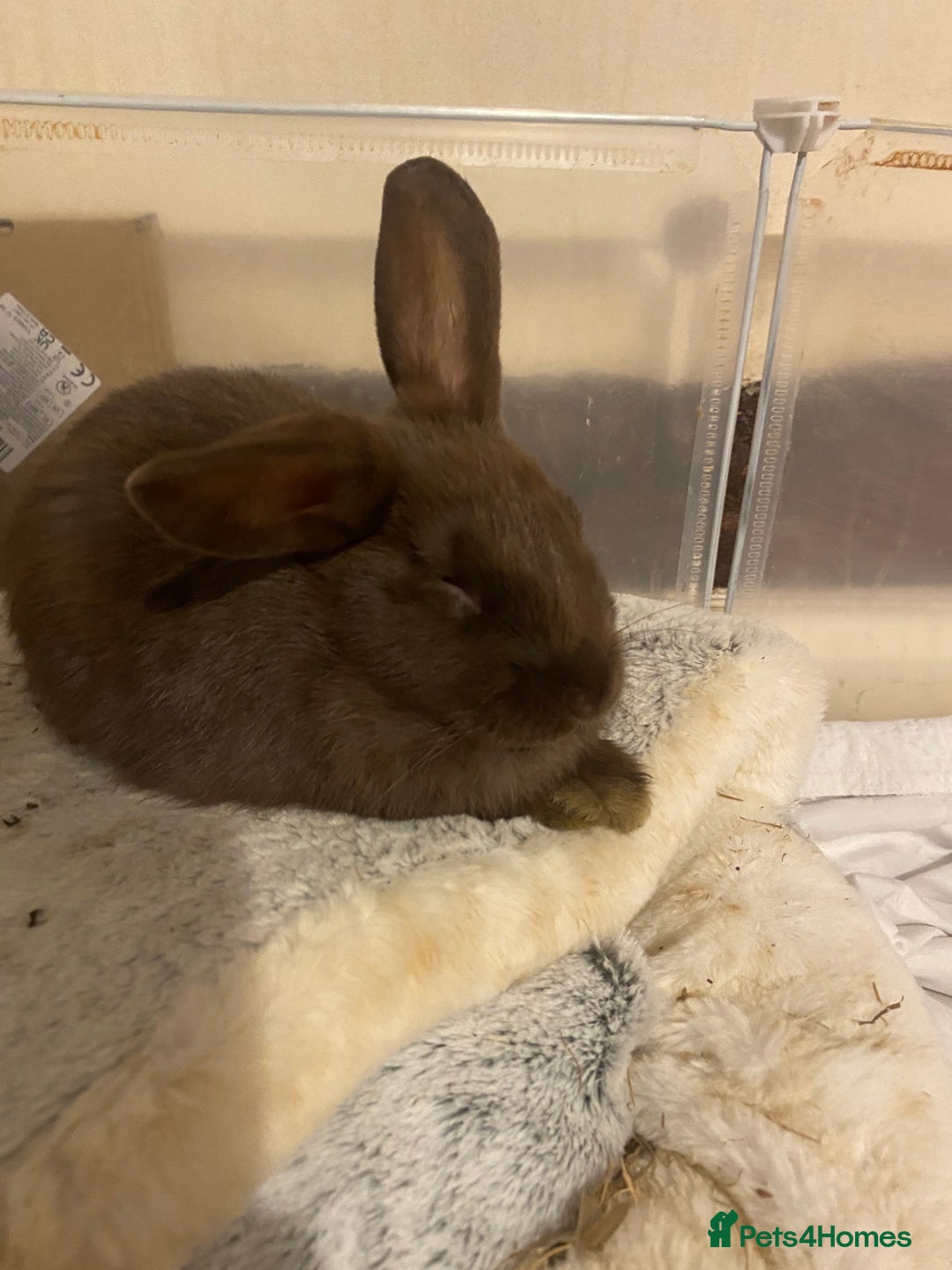 Lionhead rabbits for sale: ⭐️Beautiful purebred lionhead bunnies⭐️ - Advert 5