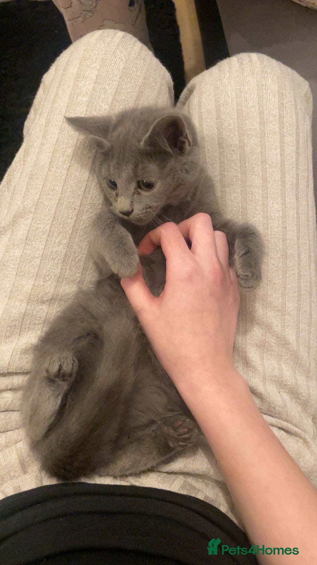 Mixed Breed cats for sale: 3 beautiful babies looking for forever homes - Advert 1